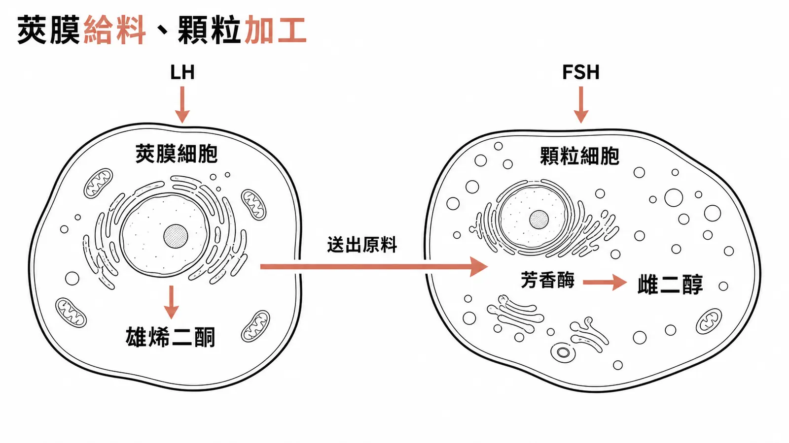 兩細胞兩性腺素理論：LH 作用莢膜細胞產生雄烯二酮，FSH 作用顆粒細胞經芳香酶轉成雌二醇