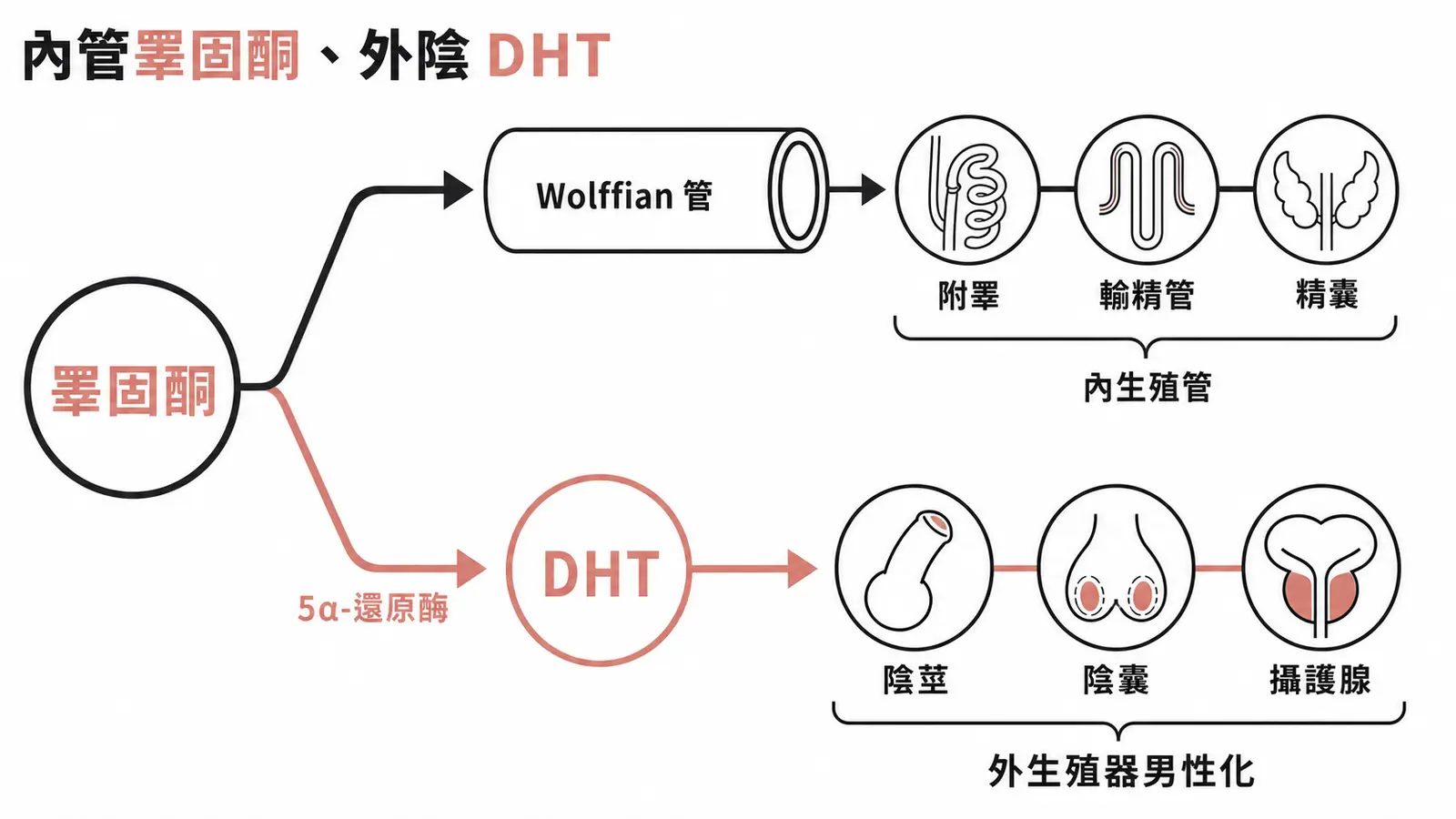 睪固酮管內生殖管 Wolffian 分化，經 5α-還原酶轉成的 DHT 管外生殖器男性化的分工對照