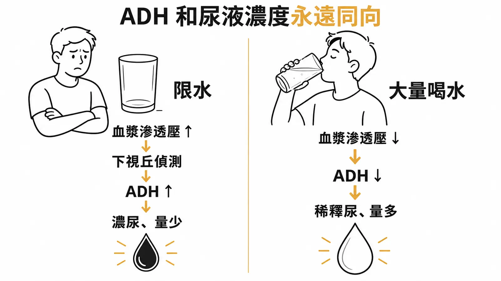 限水時血漿滲透壓上升、ADH 上升、排出濃尿；大量喝水時血漿滲透壓下降、ADH 下降、排出稀釋尿
