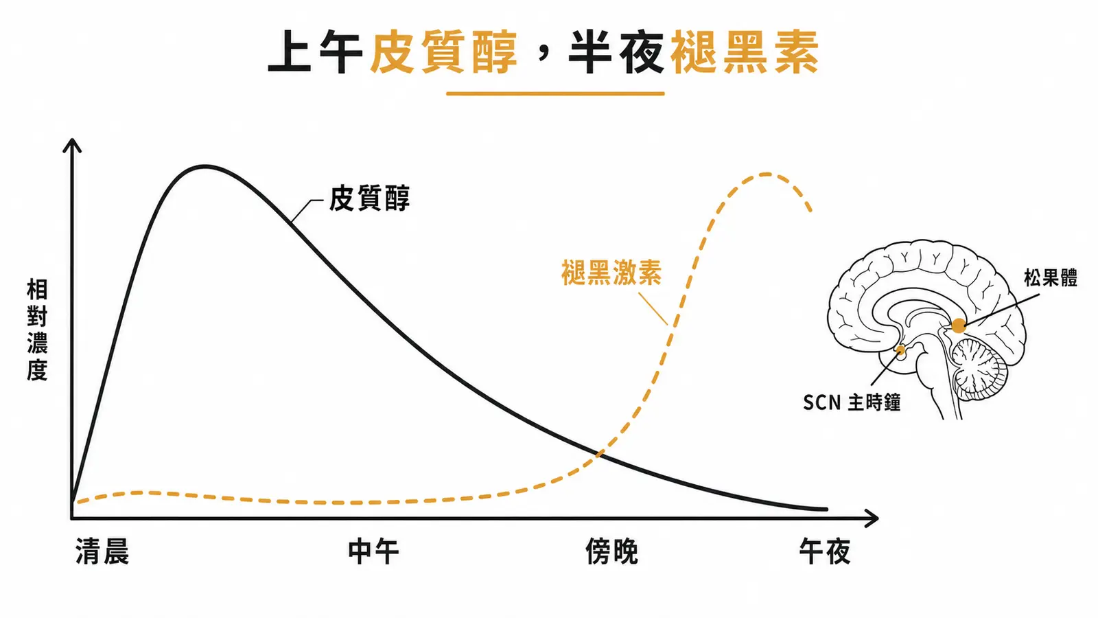 皮質醇清晨達高峰後下降、褪黑激素夜間達高峰，兩條曲線相反；SCN 為主時鐘、松果體為執行者
