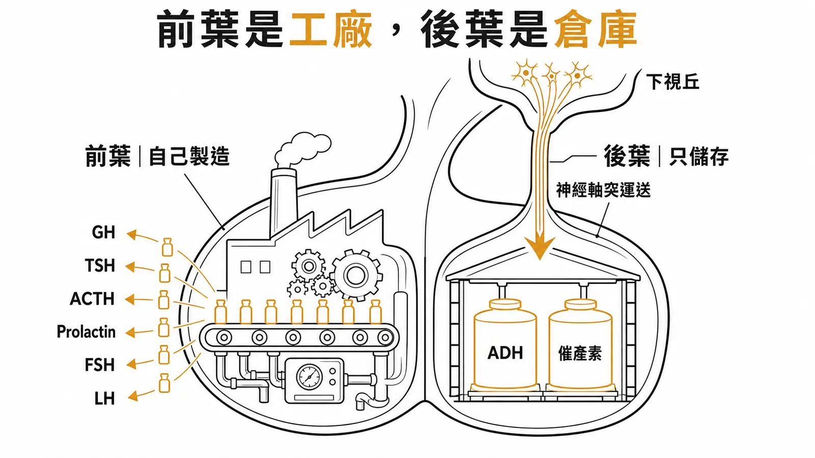 腦下垂體前葉自己製造 GH、TSH、ACTH、Prolactin、FSH、LH 六種激素；後葉只儲存下視丘經神經軸突送來的 ADH 與催產素