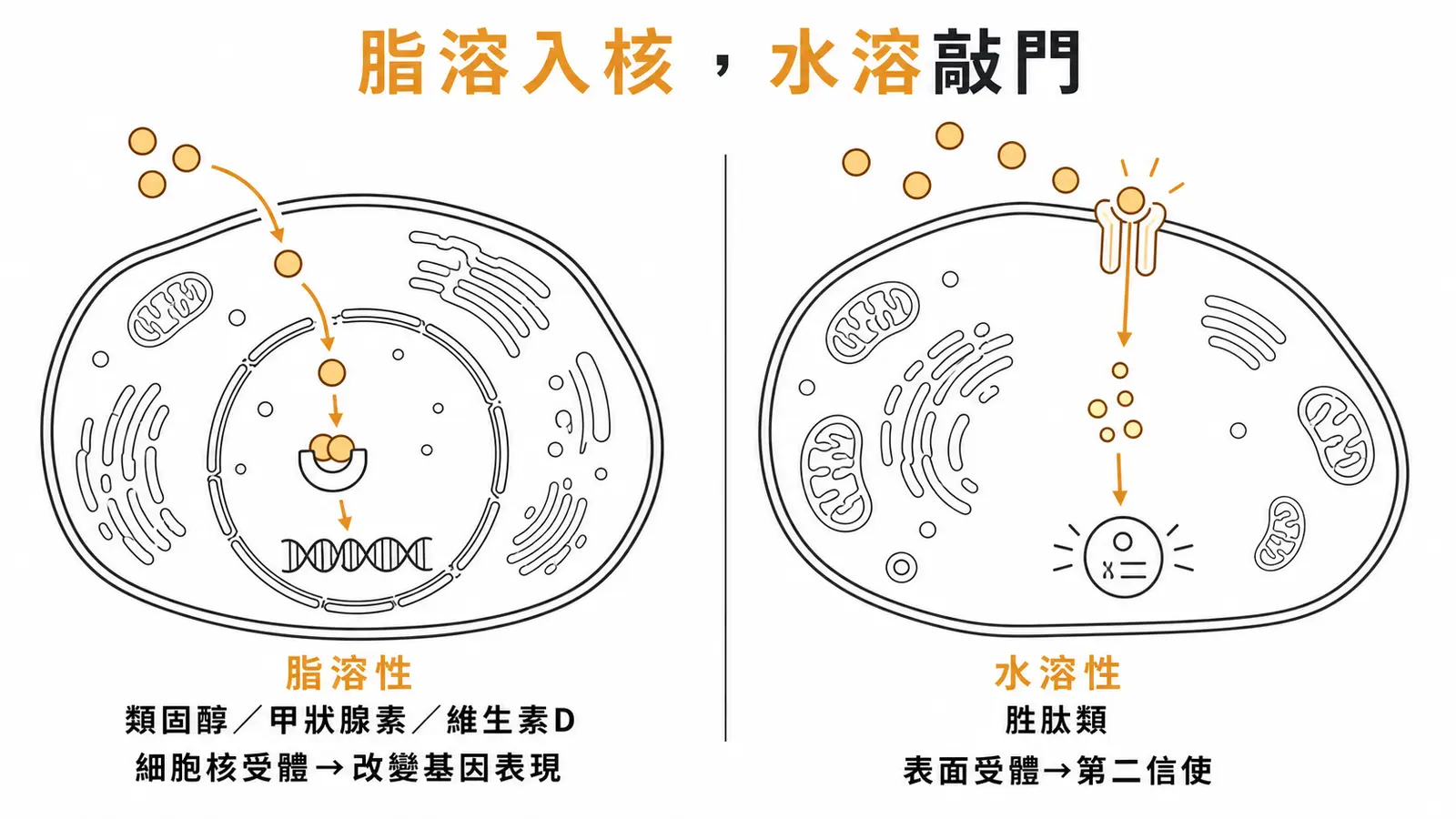 脂溶性激素穿過細胞膜結合核內受體改變基因表現，水溶性激素只能結合表面受體靠第二信使傳訊