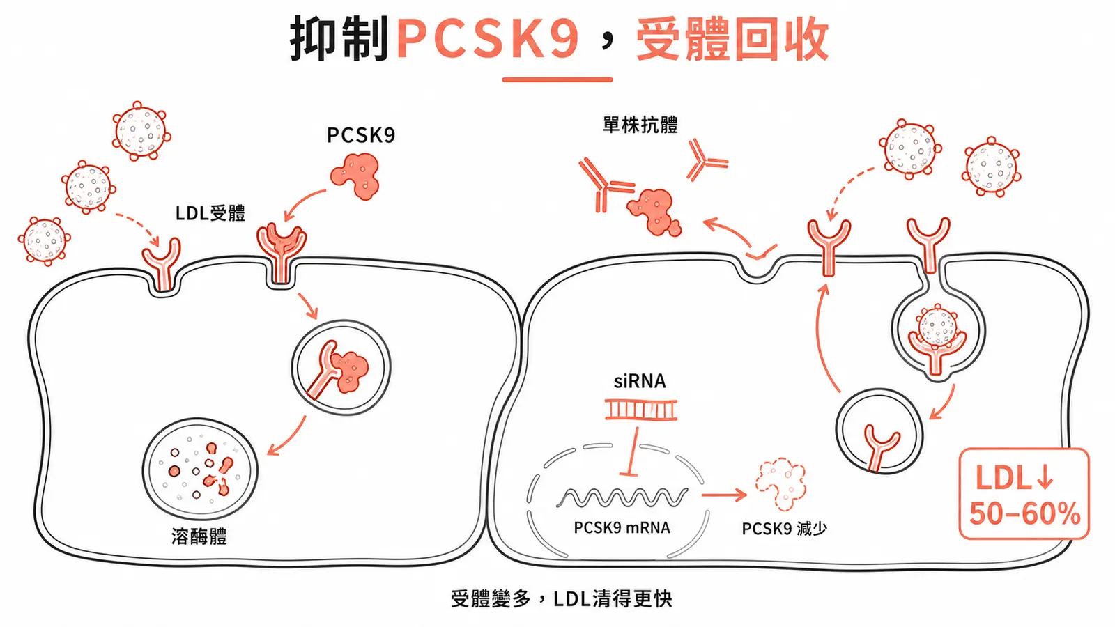 PCSK9 抑制劑作用機轉線稿圖
