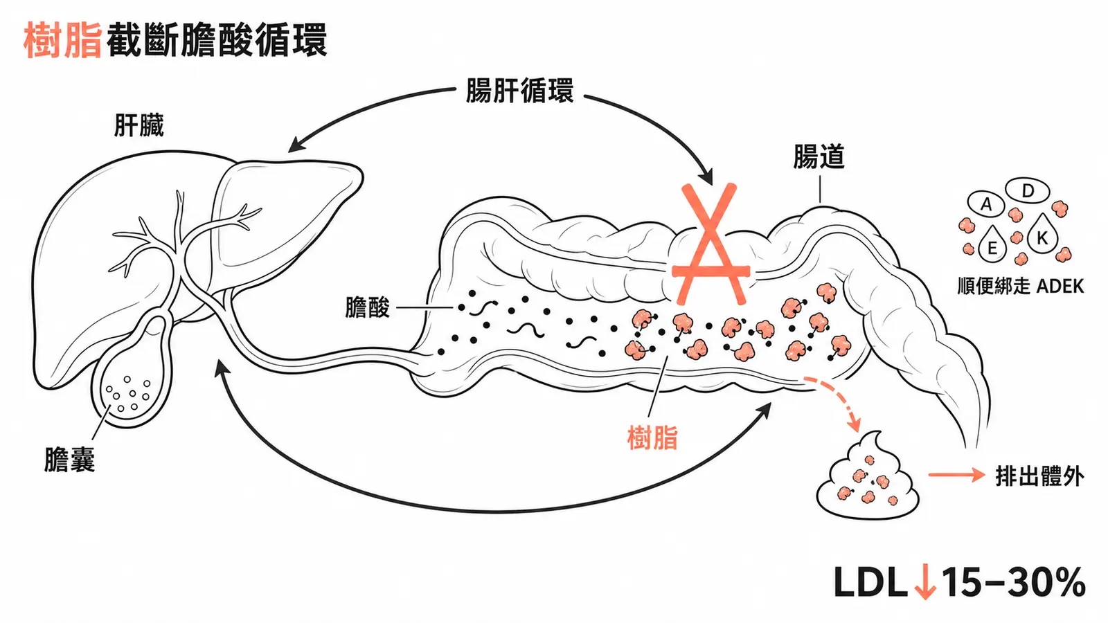 膽酸結合樹脂與腸肝循環線稿圖