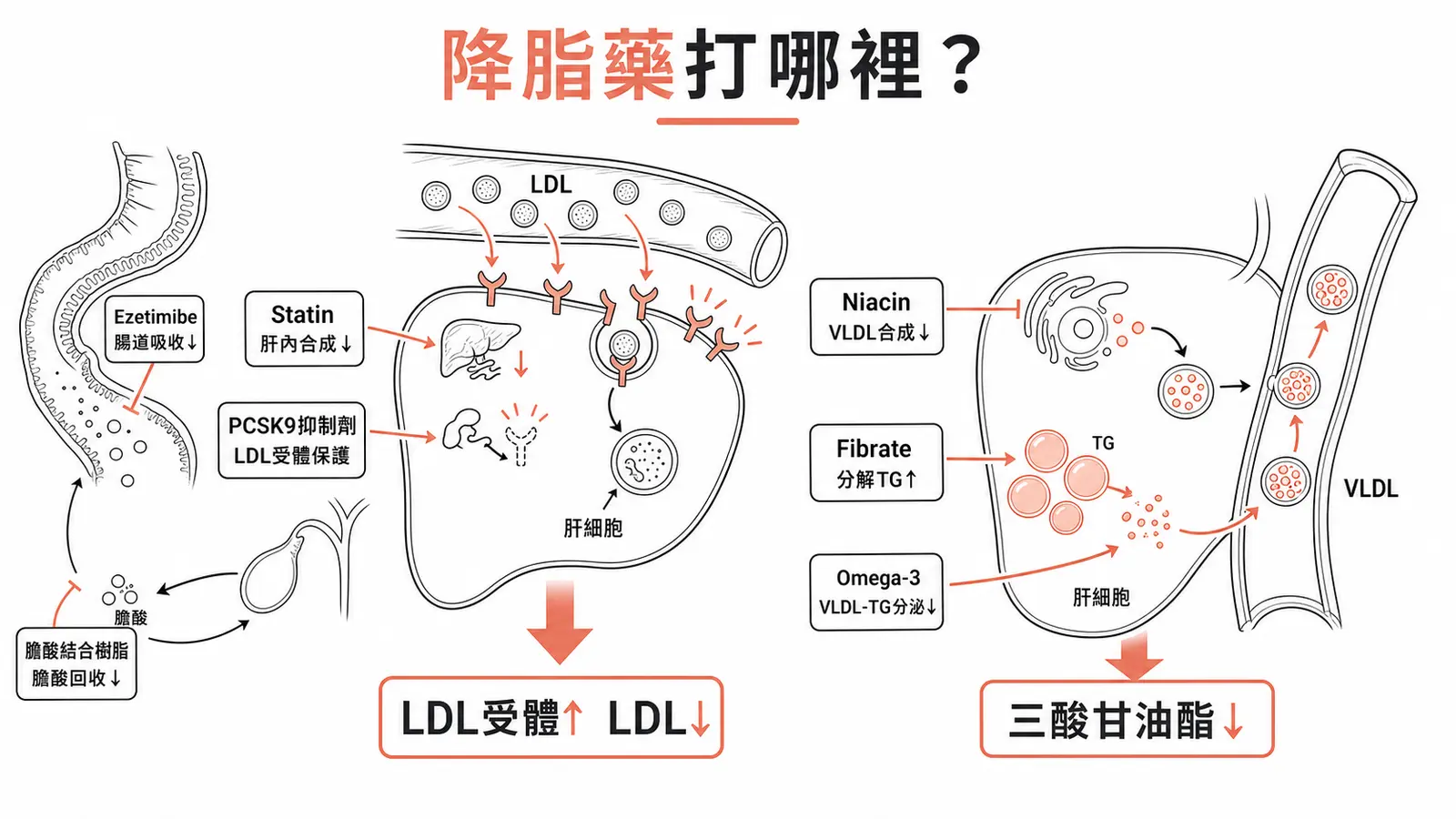 降血脂藥物七大靶點總覽線稿圖