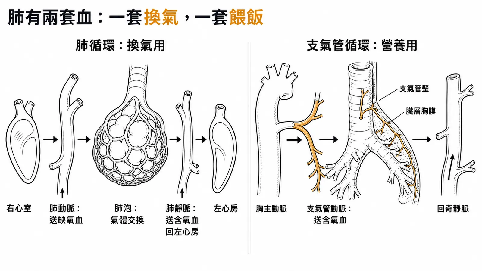 肺的雙重血液供應對照圖：肺循環由肺動脈送缺氧血到肺泡換氣、肺靜脈送含氧血回左心房；支氣管循環由胸主動脈發出的支氣管動脈送含氧血營養支氣管壁與臟層胸膜，靜脈回奇靜脈