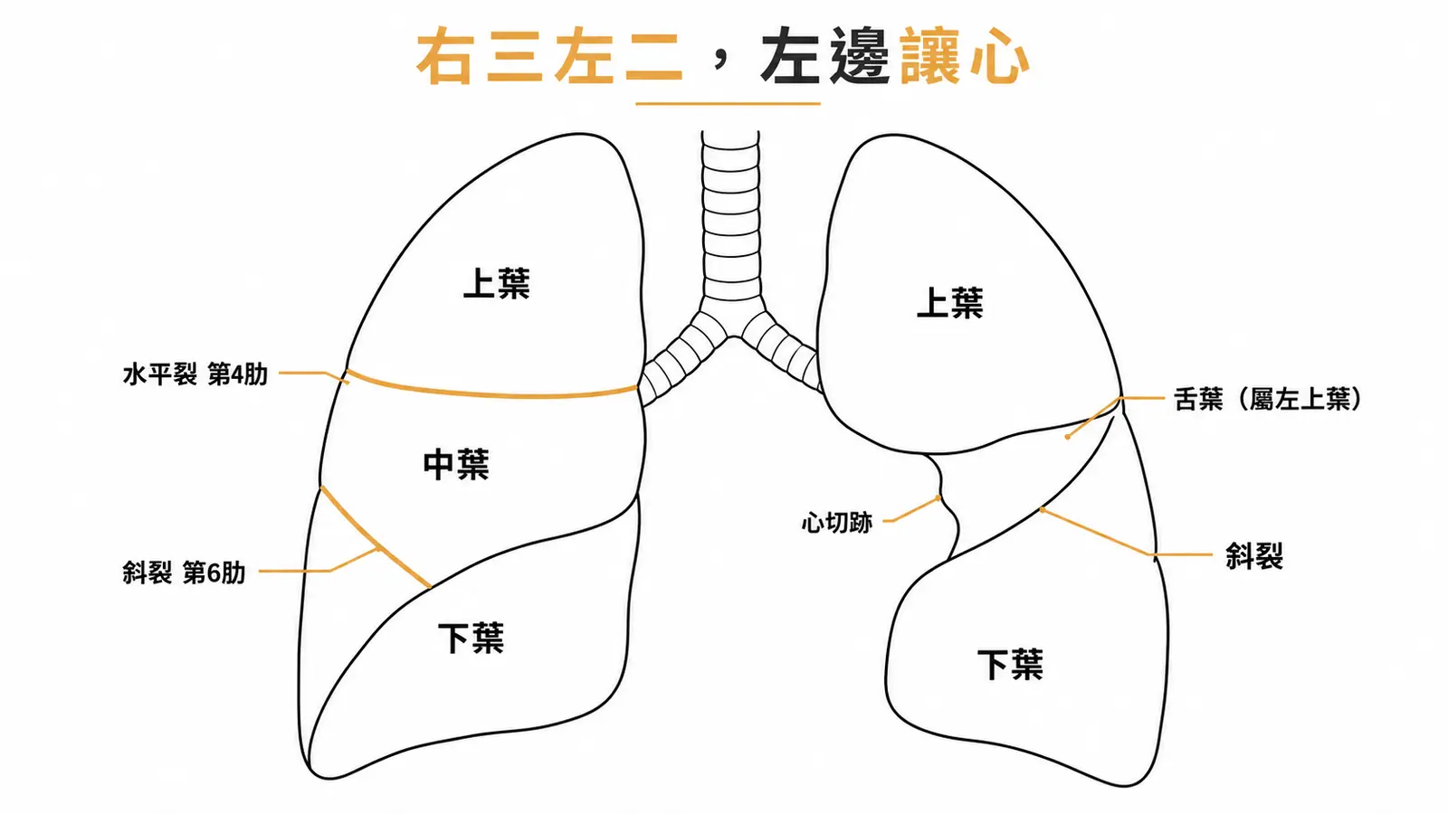 雙肺正面觀線稿：右肺三葉（水平裂第4肋、斜裂第6肋）與左肺兩葉、舌葉屬左上葉、心切跡
