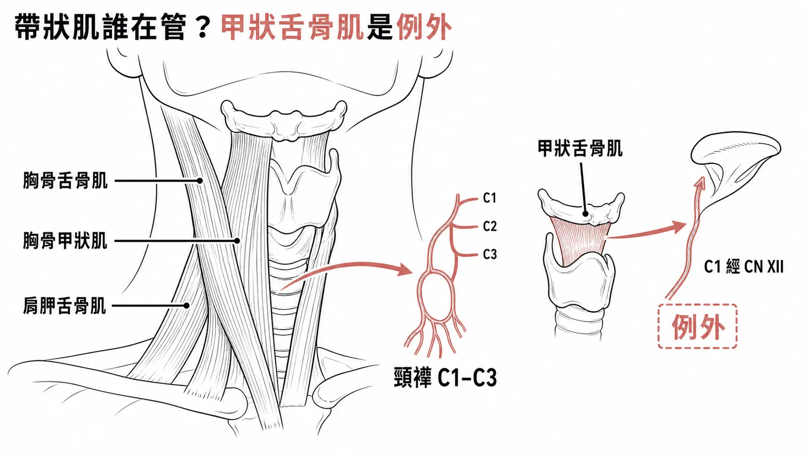 舌骨下肌群神經支配對照：胸骨舌骨肌、胸骨甲狀肌、肩胛舌骨肌由頸襻 C1–C3 支配，甲狀舌骨肌則由 C1 經舌下神經 CN XII 支配是例外