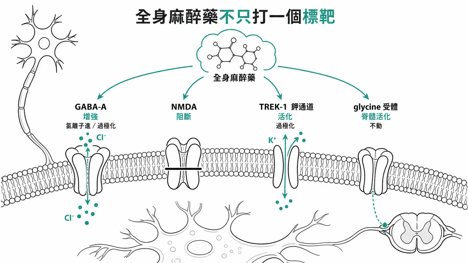 全身麻醉藥的多重分子標靶:增強 GABA-A 受體(氯離子內流、過極化)、阻斷 NMDA 受體、活化 TREK-1 鉀通道、在脊髓活化 glycine 受體,多個作用加起來才產生麻醉
