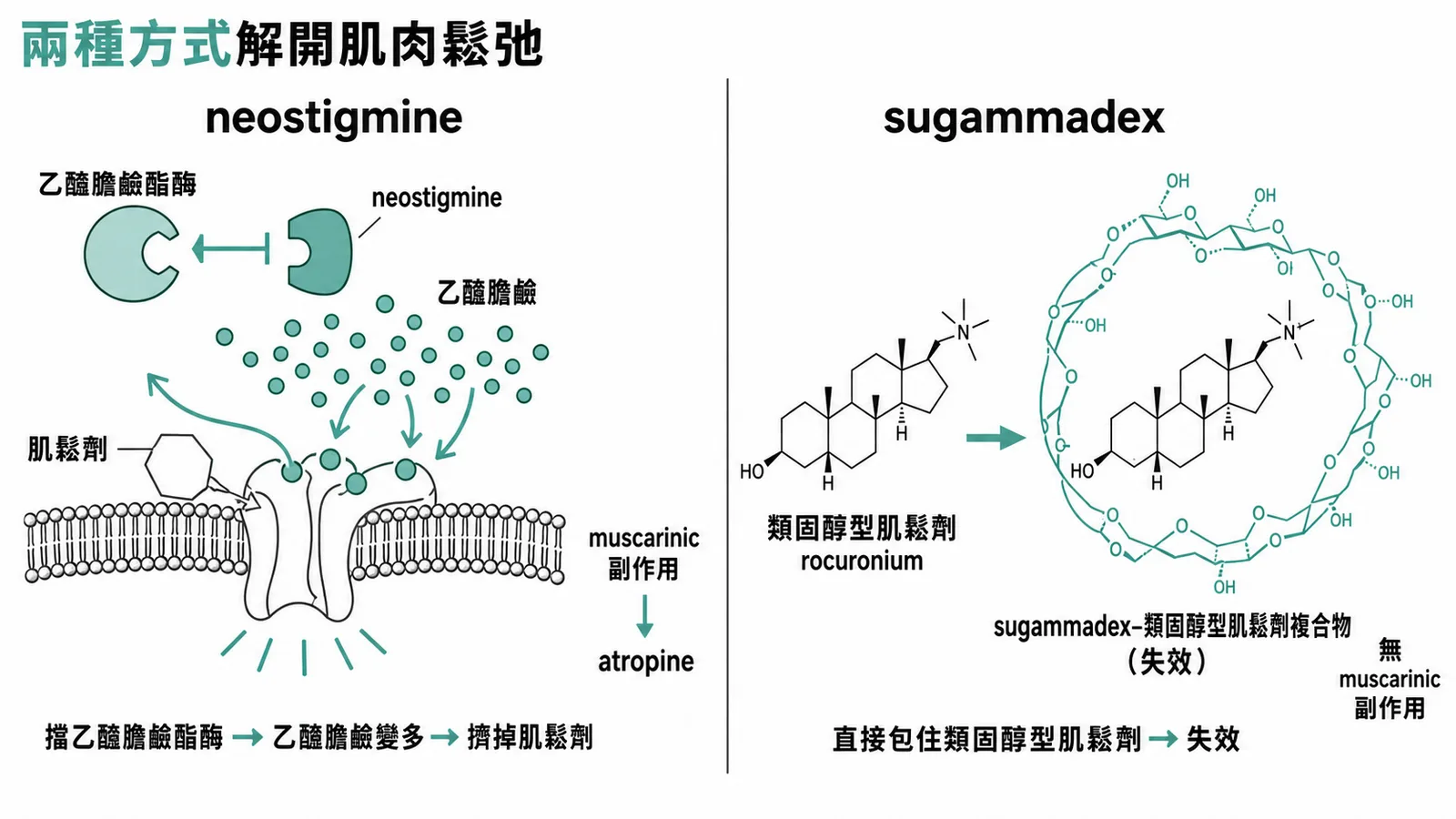 兩種肌肉鬆弛劑逆轉法對照:neostigmine 抑制乙醯膽鹼酯酶、把乙醯膽鹼堆高擠掉肌鬆劑(會 muscarinic 副作用要搭 atropine);sugammadex 直接把類固醇型肌鬆劑整個包起來使其失效
