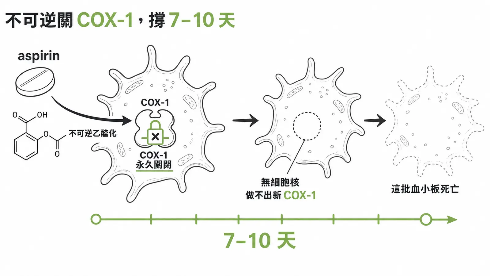 不可逆關 COX-1 撐 7-10 天：aspirin 抗血小板機轉