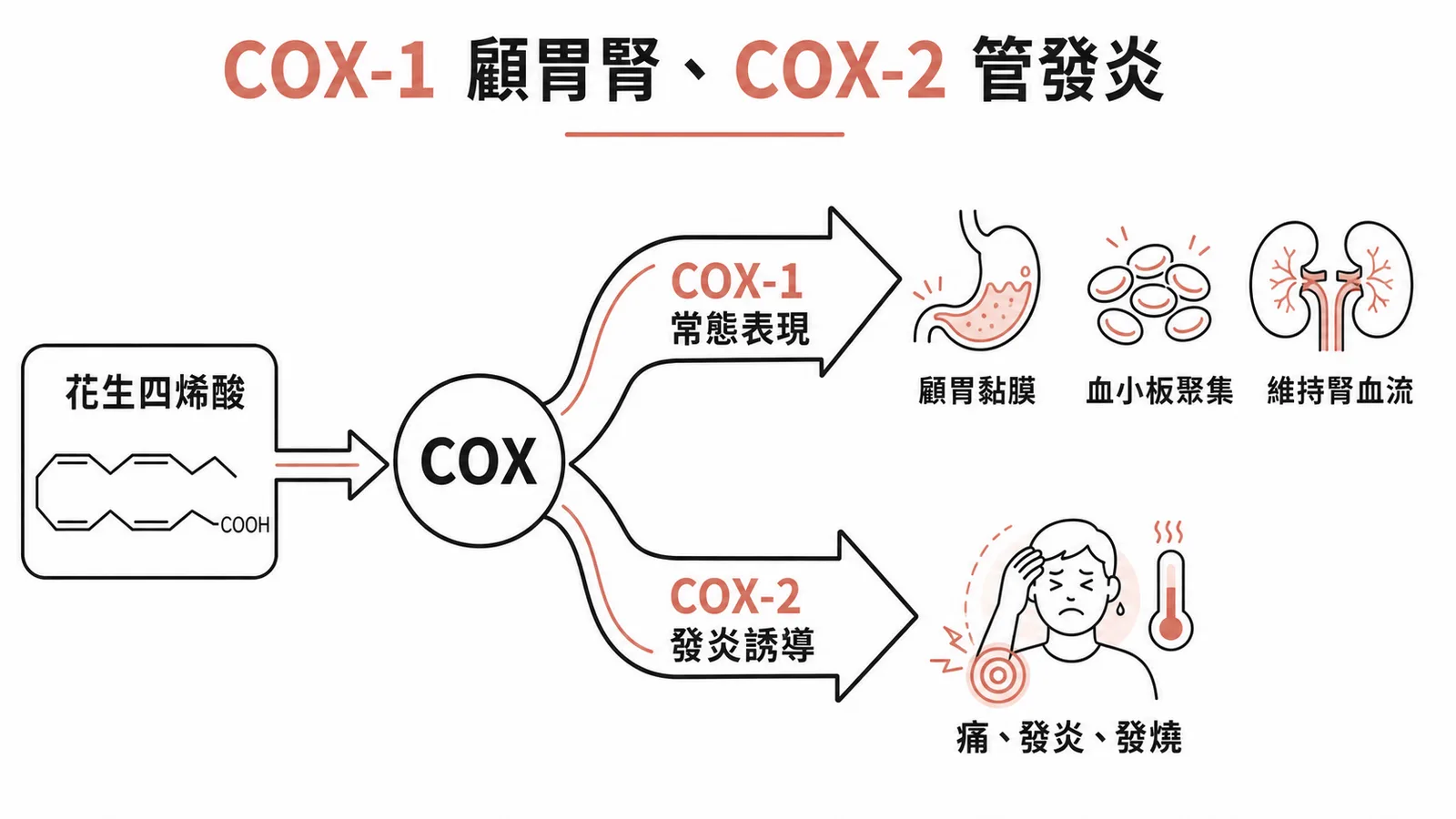 COX-1 顧胃腎、COX-2 管發炎：花生四烯酸路徑
