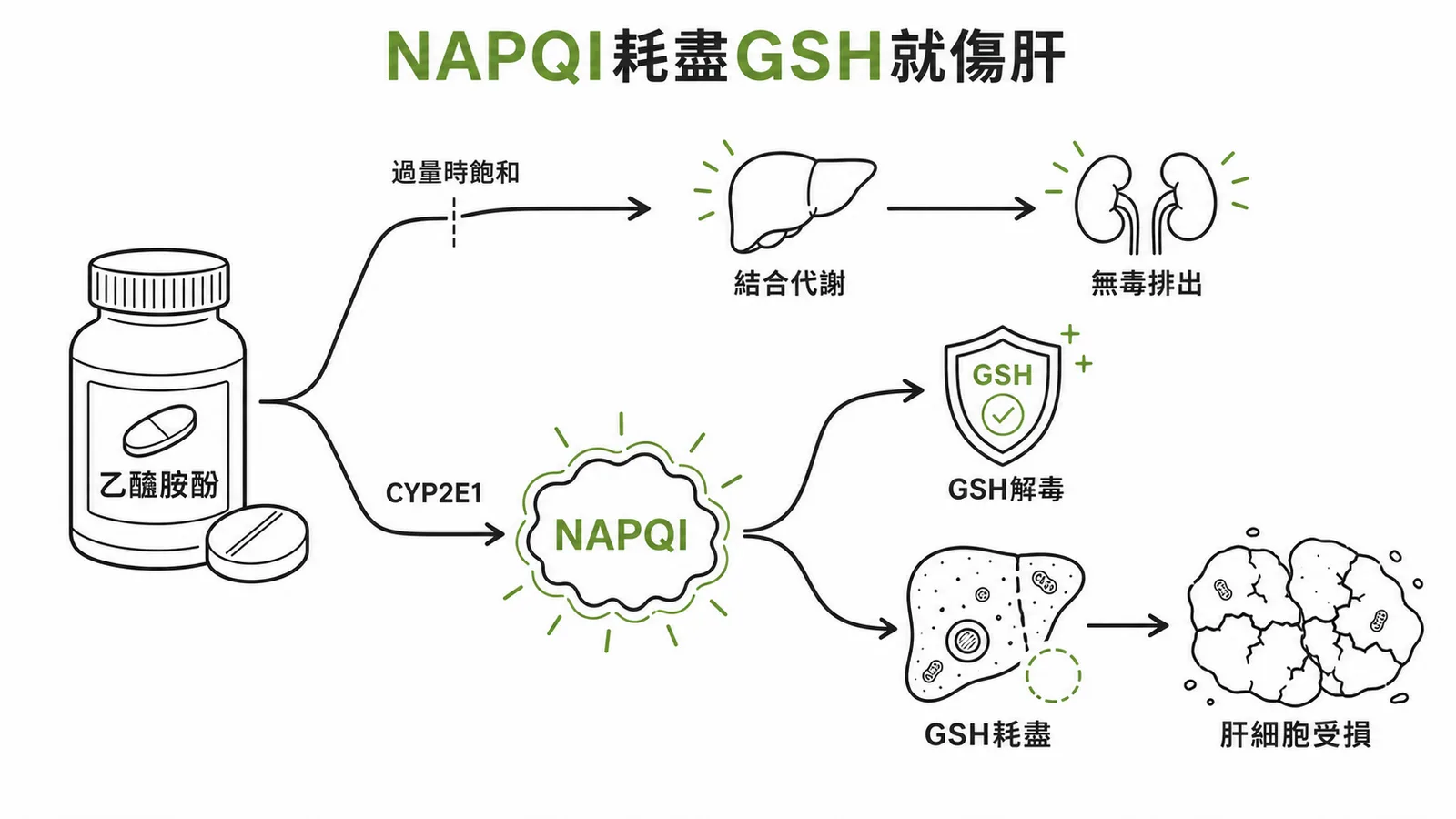 NAPQI 耗盡 GSH 就傷肝：acetaminophen 肝毒性機轉