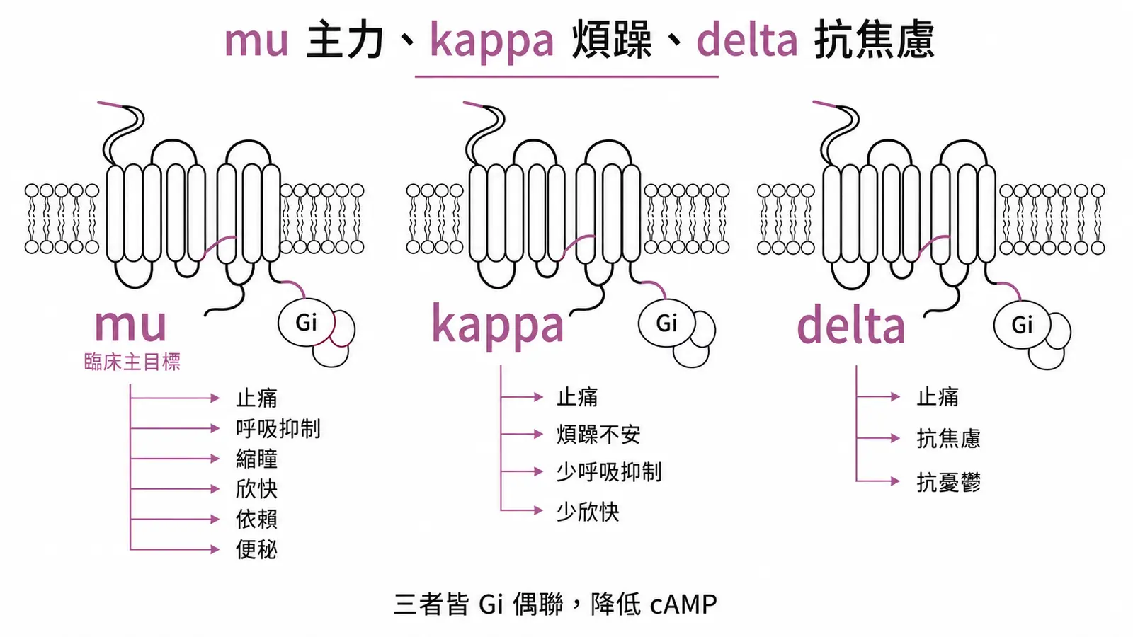 鴉片三種受體分工:mu 止痛、呼吸抑制、縮瞳、欣快、依賴、便秘;kappa 止痛但煩躁不安;delta 抗焦慮