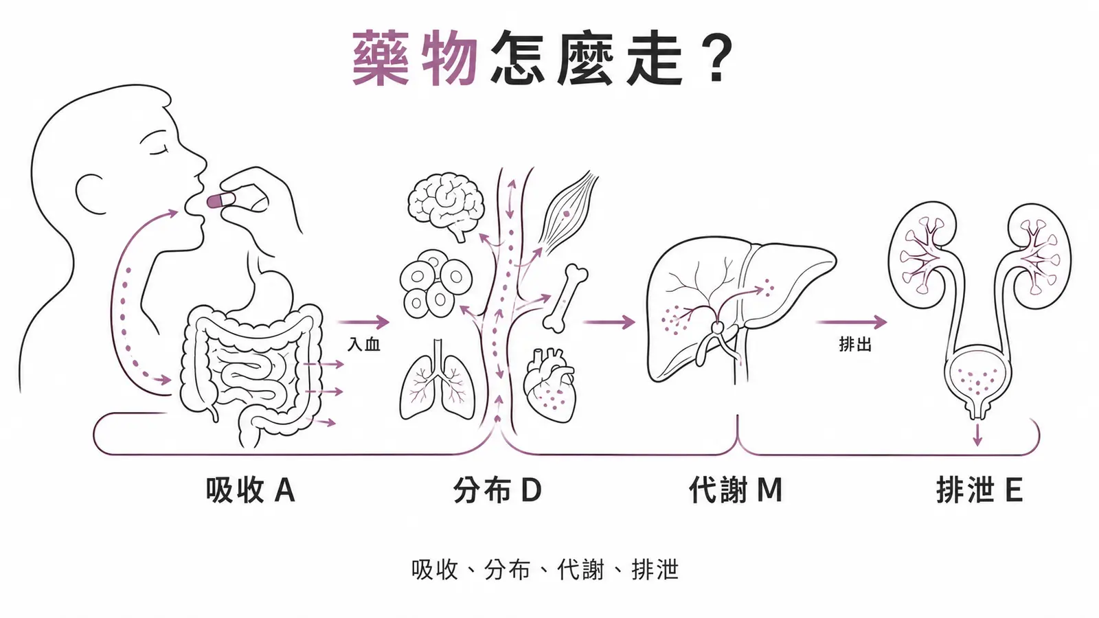 藥物在體內依序經過吸收、分布、代謝、排泄四個階段的線稿示意圖