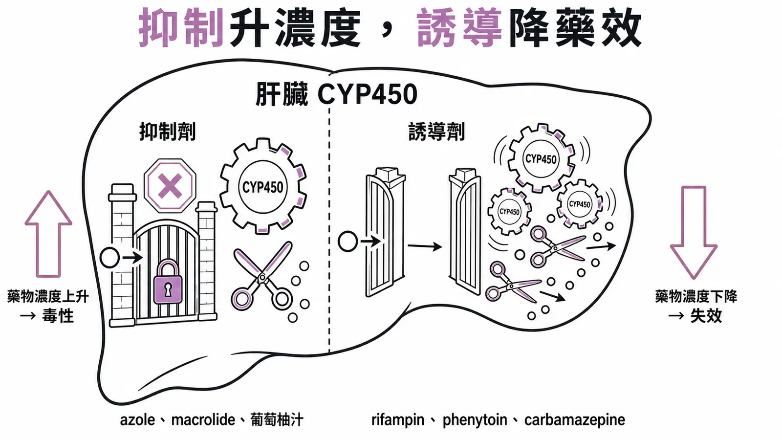 CYP450 抑制劑使藥物濃度上升、誘導劑使藥物濃度下降的對照示意圖