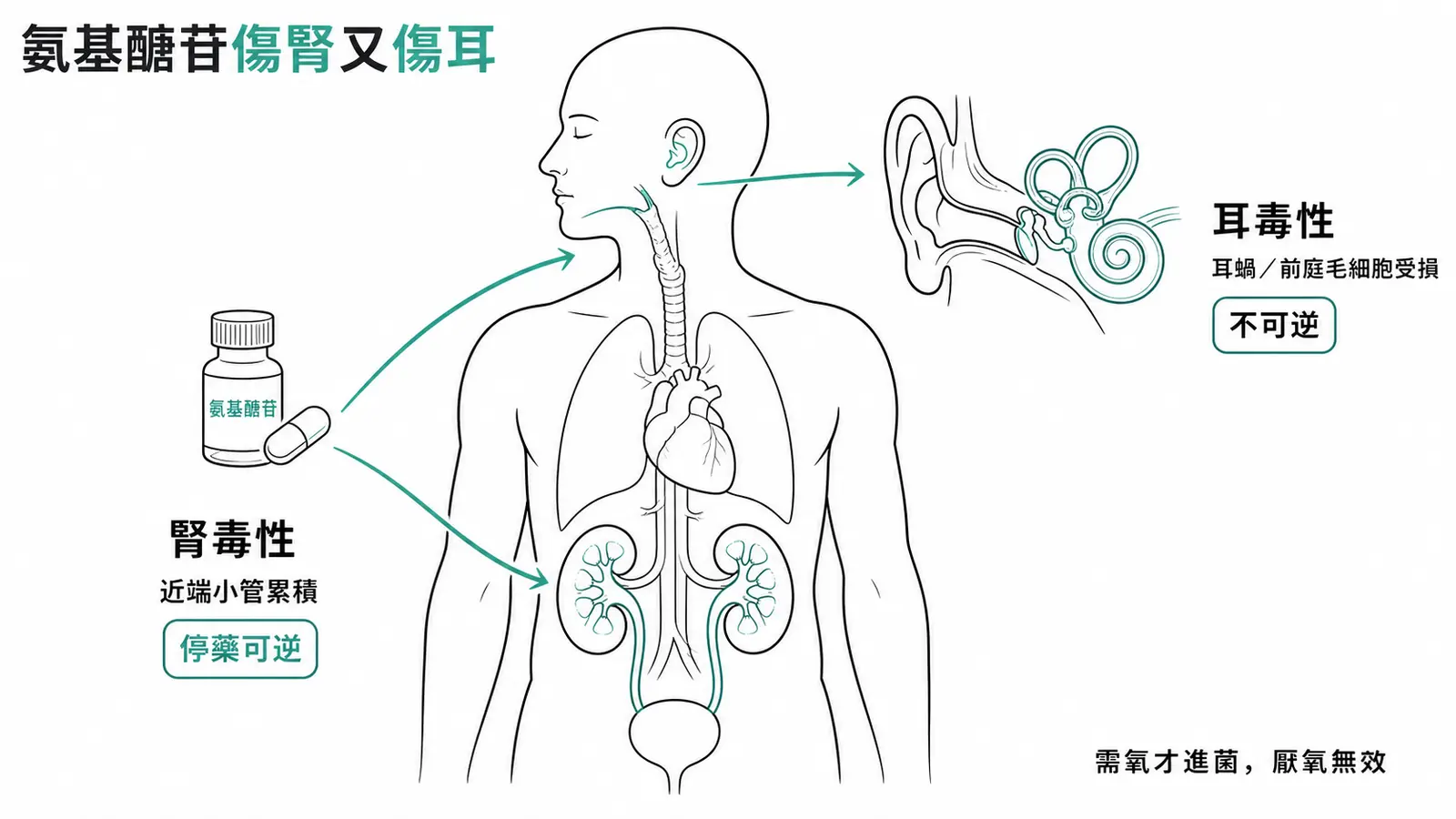 aminoglycoside 兩大毒性：腎毒性（近端小管、停藥可逆）與耳毒性（內耳毛細胞、不可逆）；需氧才進菌，厭氧無效