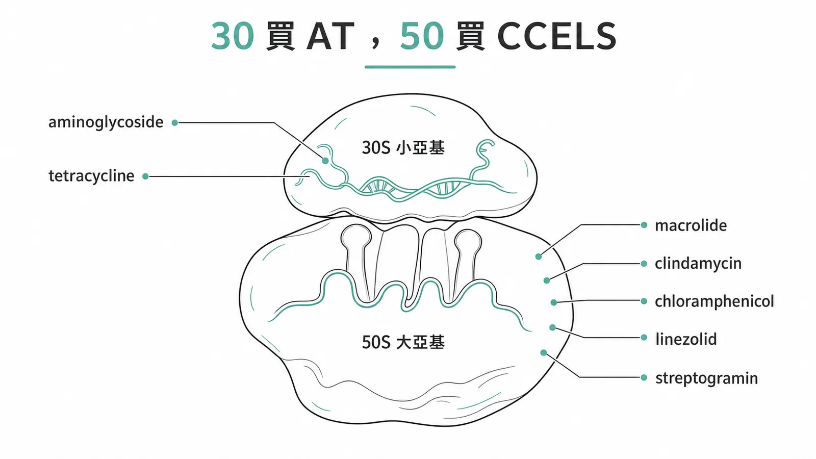 蛋白質合成抑制劑分兩組：打 30S 的 aminoglycoside 與 tetracycline、打 50S 的 macrolide、clindamycin、chloramphenicol、linezolid、streptogramin