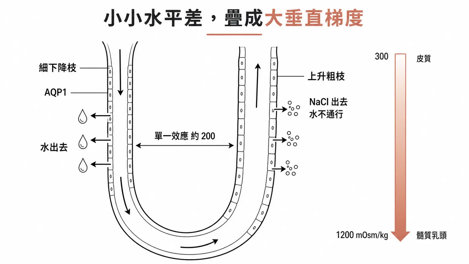 逆流倍增示意:細下降枝經 AQP1 排水、上升粗枝排出 NaCl 但不透水,同一水平單一效應約 200 mOsm/kg,累積成髓質由 300 到 1200 mOsm/kg 的垂直梯度