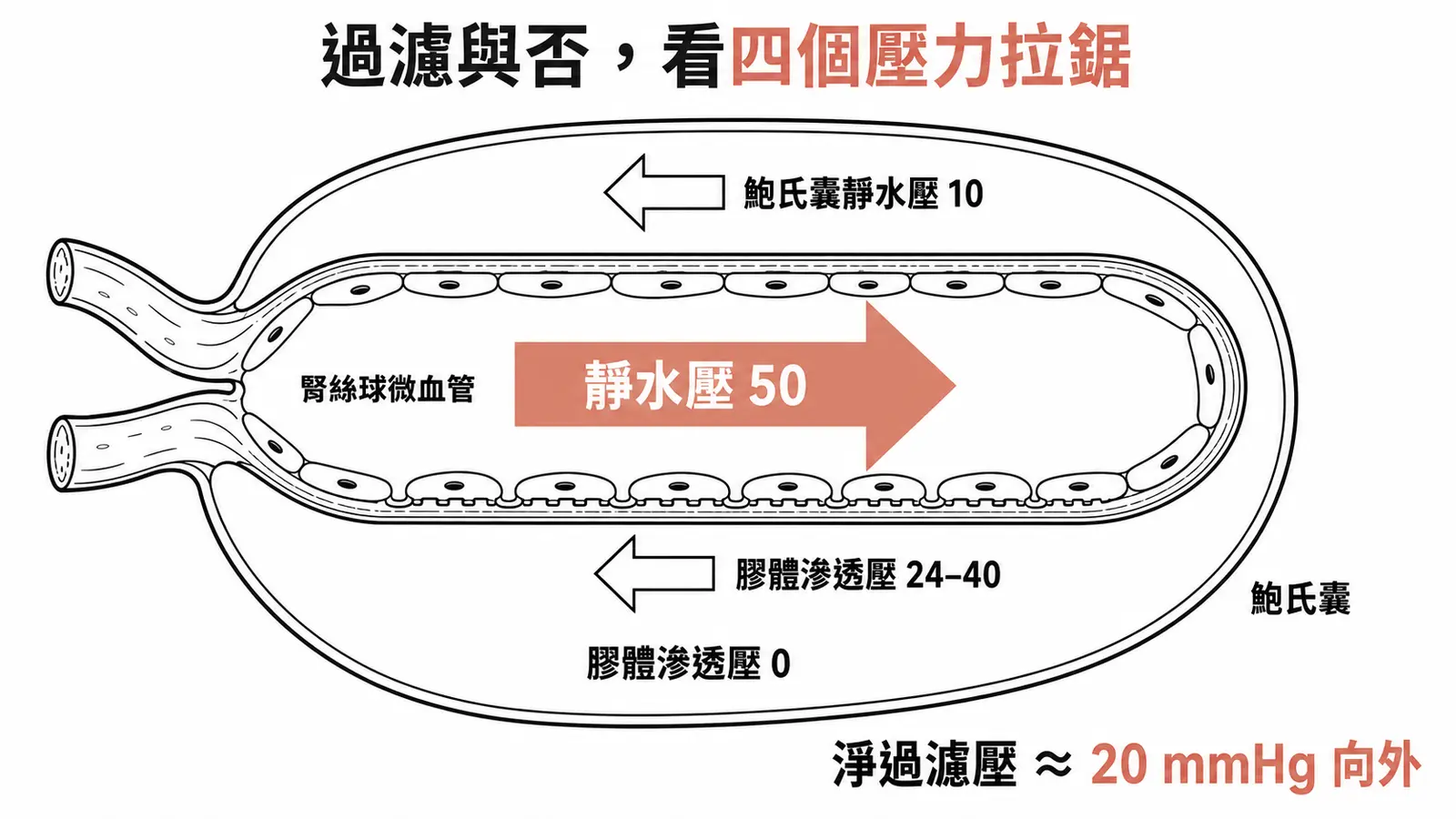 腎絲球 Starling 力示意:靜水壓 50 向外,鮑氏囊靜水壓 10 與膠體滲透壓 24–40 向內,淨過濾壓約 20 mmHg