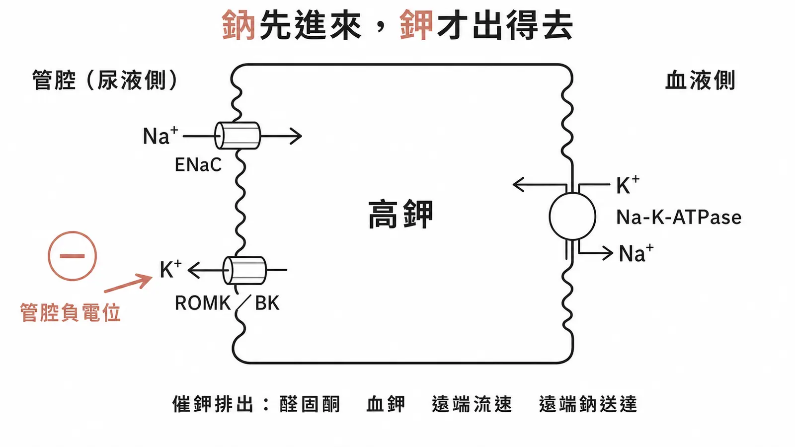 集尿管主細胞鉀分泌:基底外側 Na-K-ATPase 把鉀打進細胞,頂膜 ENaC 進鈉造成管腔負電位,驅動鉀經 ROMK 與 BK 通道分泌