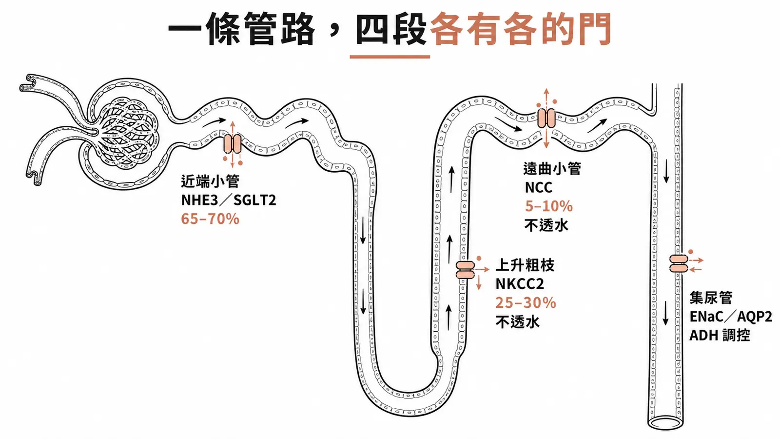 腎元各節段轉運蛋白:近端小管 NHE3/SGLT2 吸收 65–70%、上升粗枝 NKCC2 吸收 25–30%、遠曲小管 NCC 吸收 5–10%、集尿管 ENaC 與 AQP2 受 ADH 調控