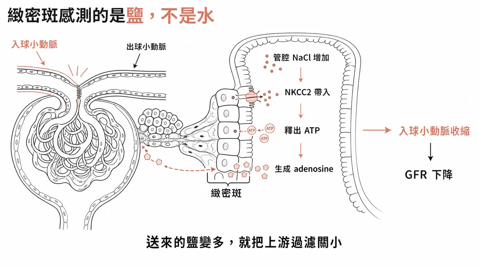 腎小管腎絲球回饋流程:管腔 NaCl 增加經 NKCC2 帶入、釋出 ATP、生成 adenosine,使入球小動脈收縮而 GFR 下降