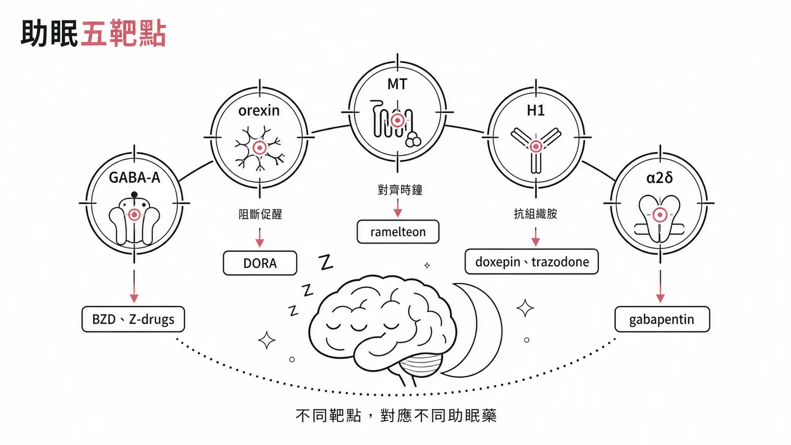 助眠藥五種靶點：GABA-A、orexin 受體、褪黑激素受體、組織胺 H1、鈣通道 α2δ