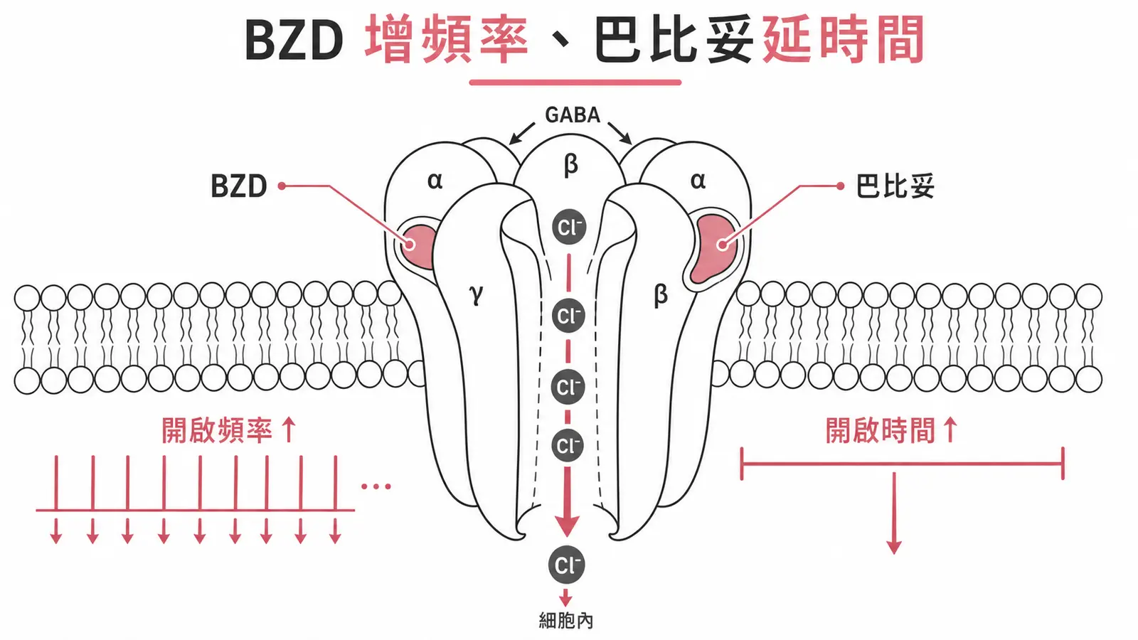 GABA-A 受體：苯二氮平增加氯離子通道開啟頻率、巴比妥延長開啟時間，兩者都增強 GABA 抑制