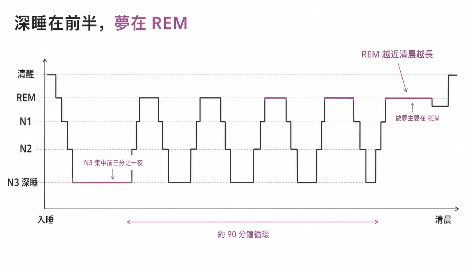 正常睡眠結構:NREM 的 N1-N3 加 REM 約 90 分鐘循環,深睡在前半夜、做夢在 REM