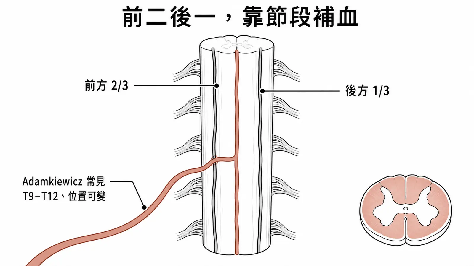 脊髓血管供應：一條脊髓前動脈供前方三分之二，兩條脊髓後動脈供後方三分之一，Adamkiewicz 動脈補強下胸腰髓