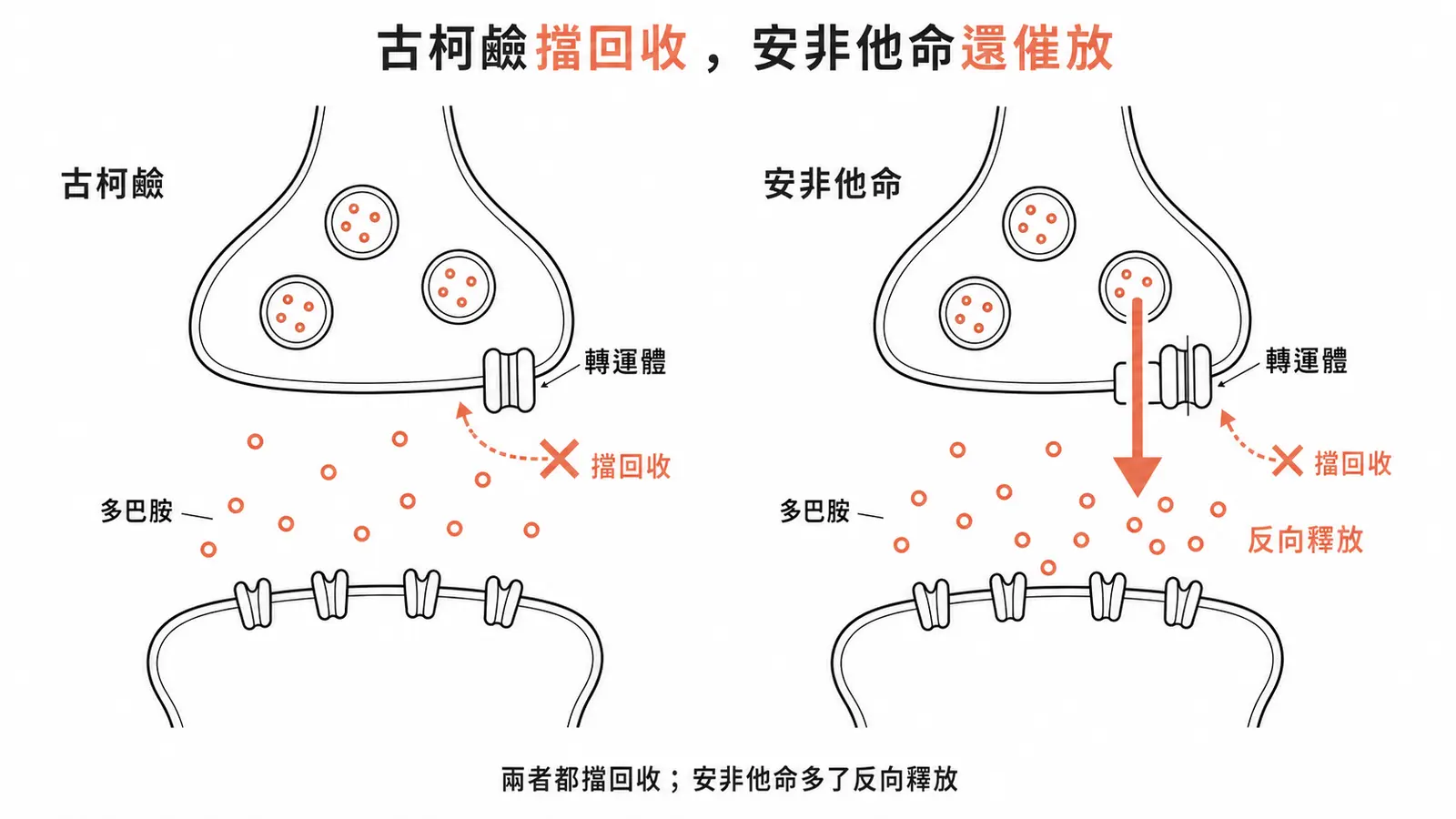 古柯鹼擋回收 vs 安非他命擋回收加反向釋放的突觸機轉對照