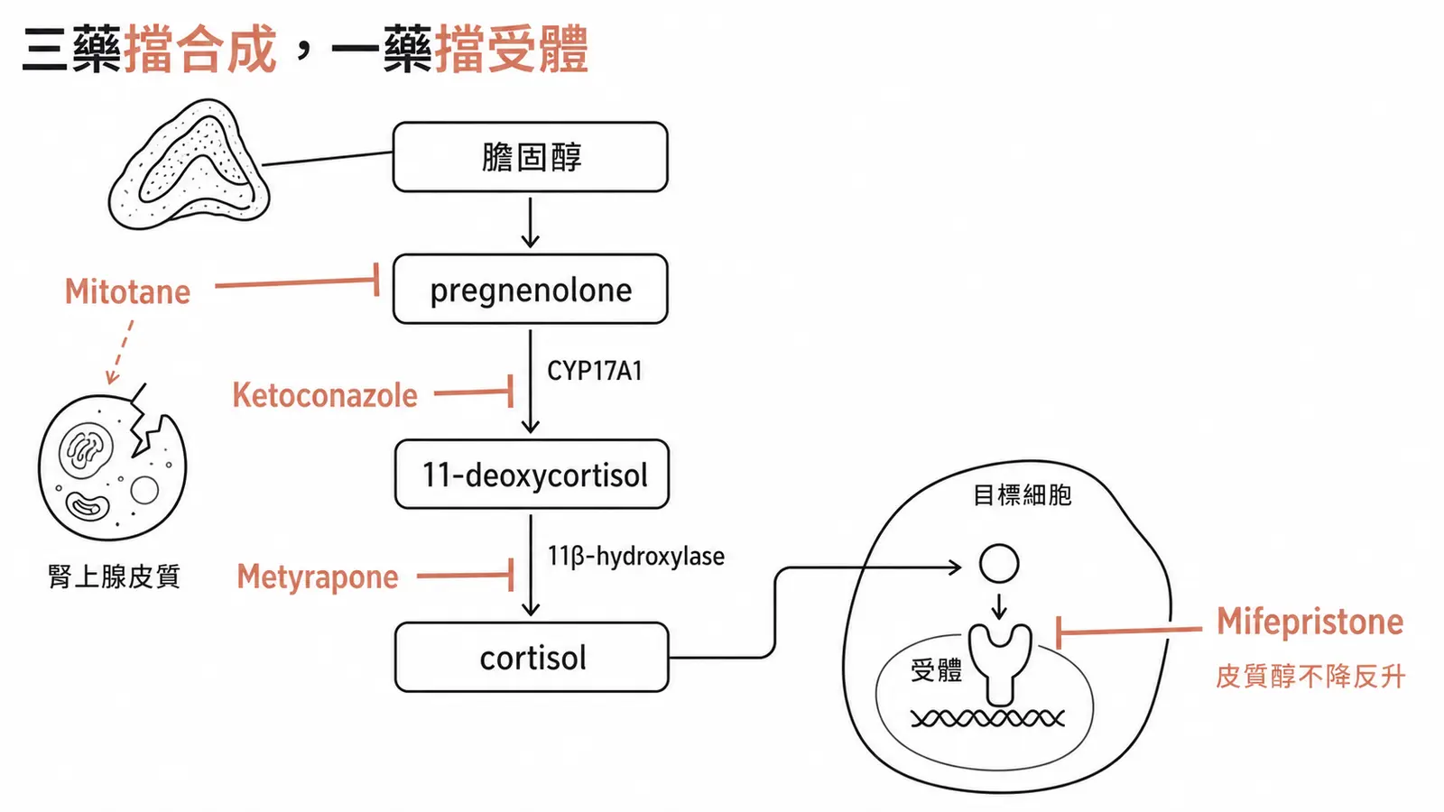 四種腎上腺類固醇生成抑制劑的作用位置線稿圖