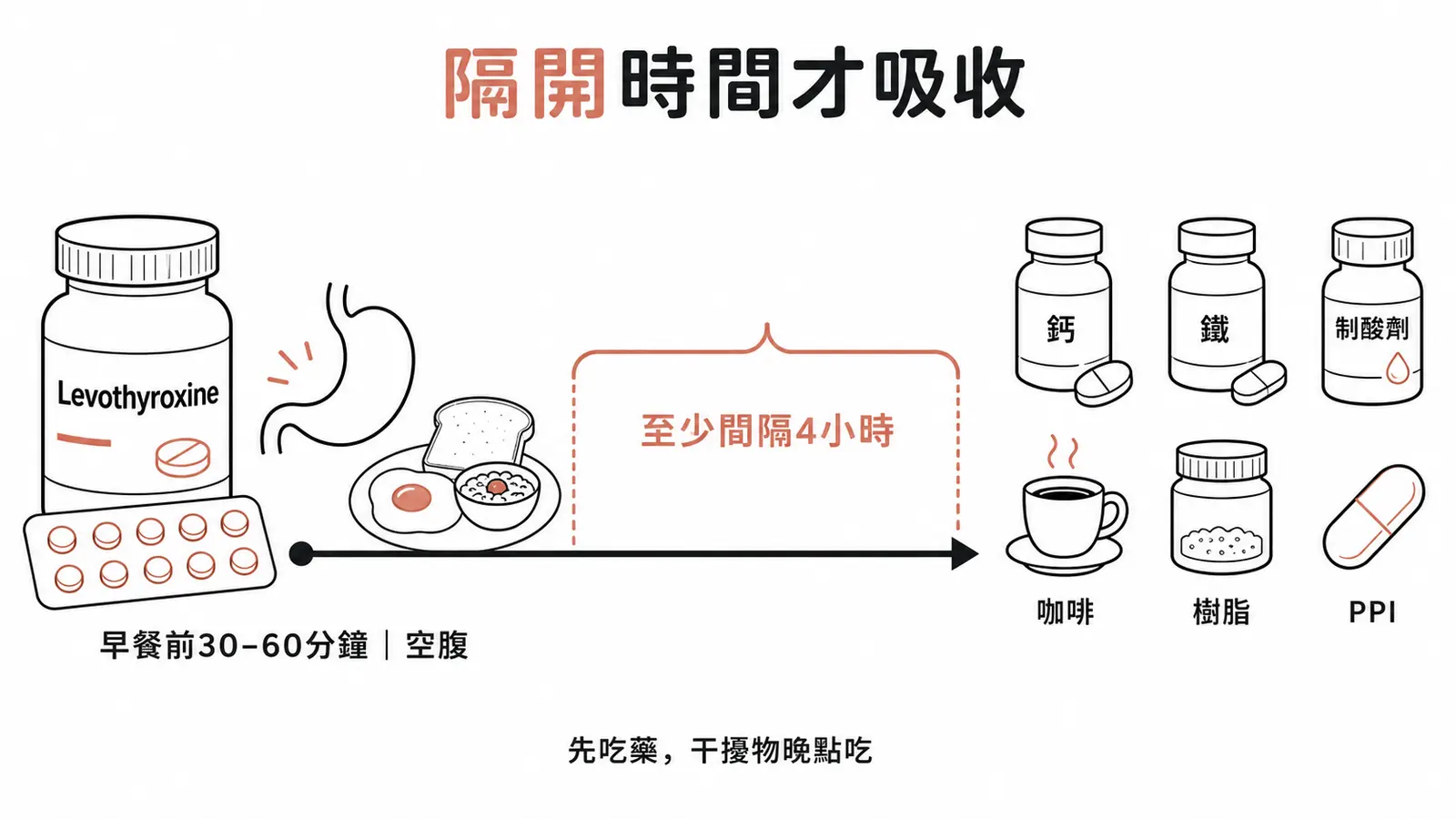 Levothyroxine 吸收干擾與服藥間隔線稿圖