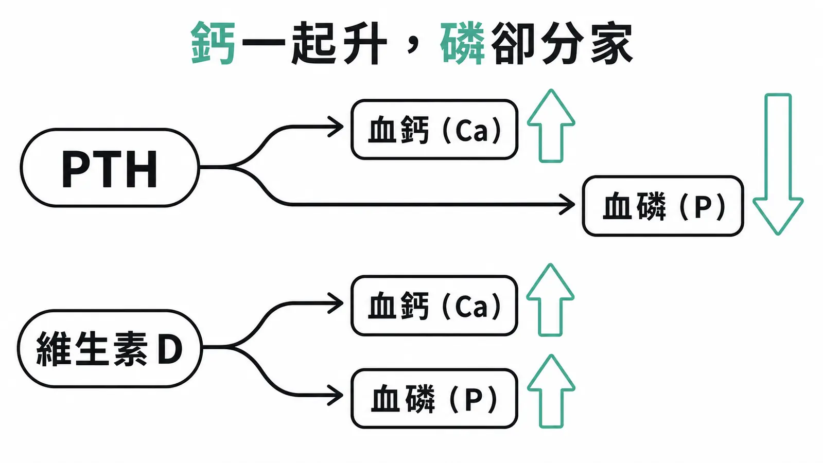 PTH 與維生素 D 對血鈣血磷的作用對照：兩者都升血鈣，PTH 降血磷、維生素 D 升血磷