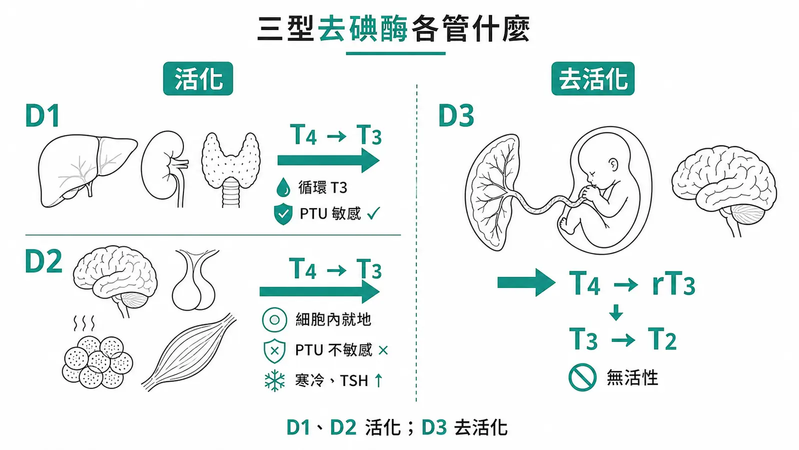 三型去碘酶 D1、D2、D3 的分布、功能與 PTU 敏感性對照