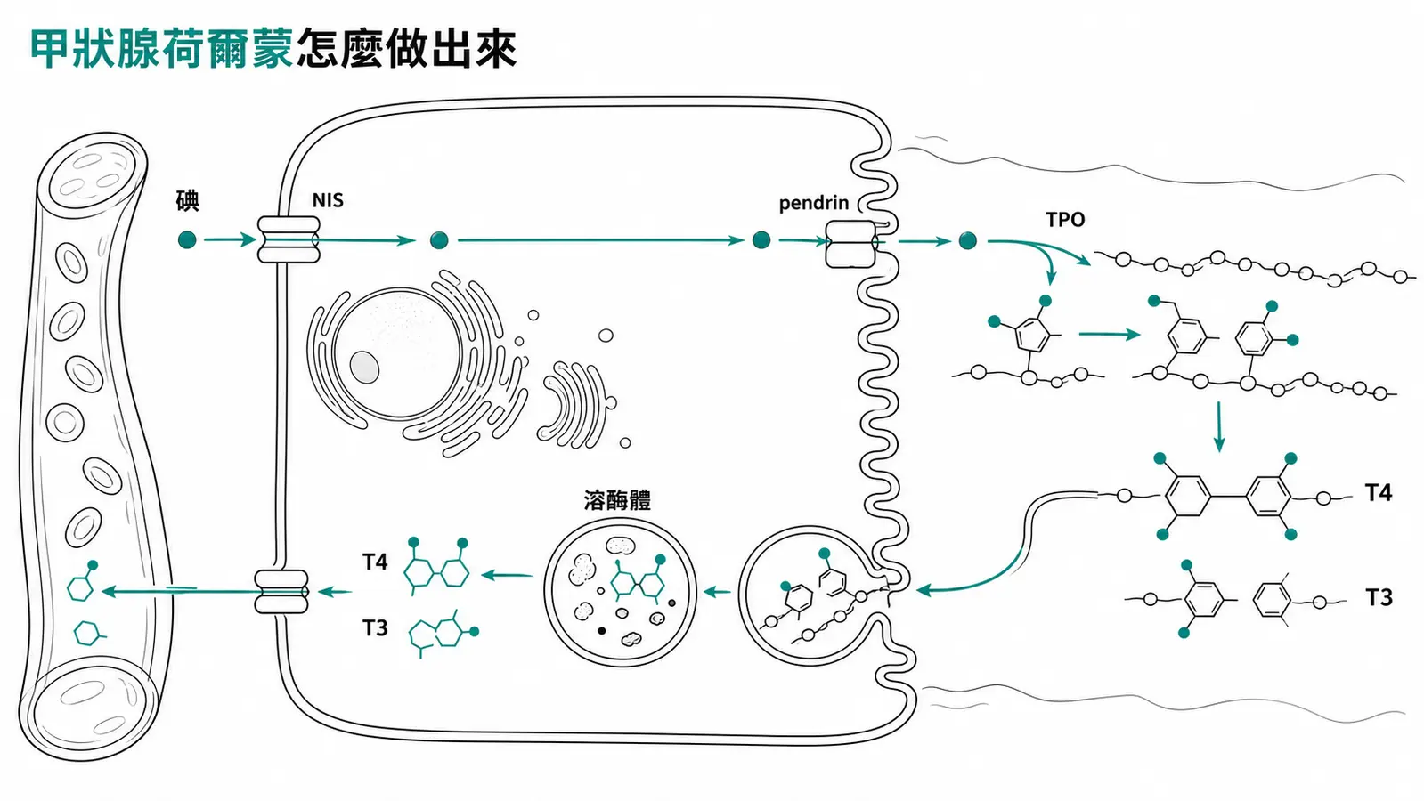 甲狀腺荷爾蒙合成流程：碘經 NIS、pendrin 進入膠質，TPO 有機化與耦合成 T4、T3，再由溶酶體分解釋放
