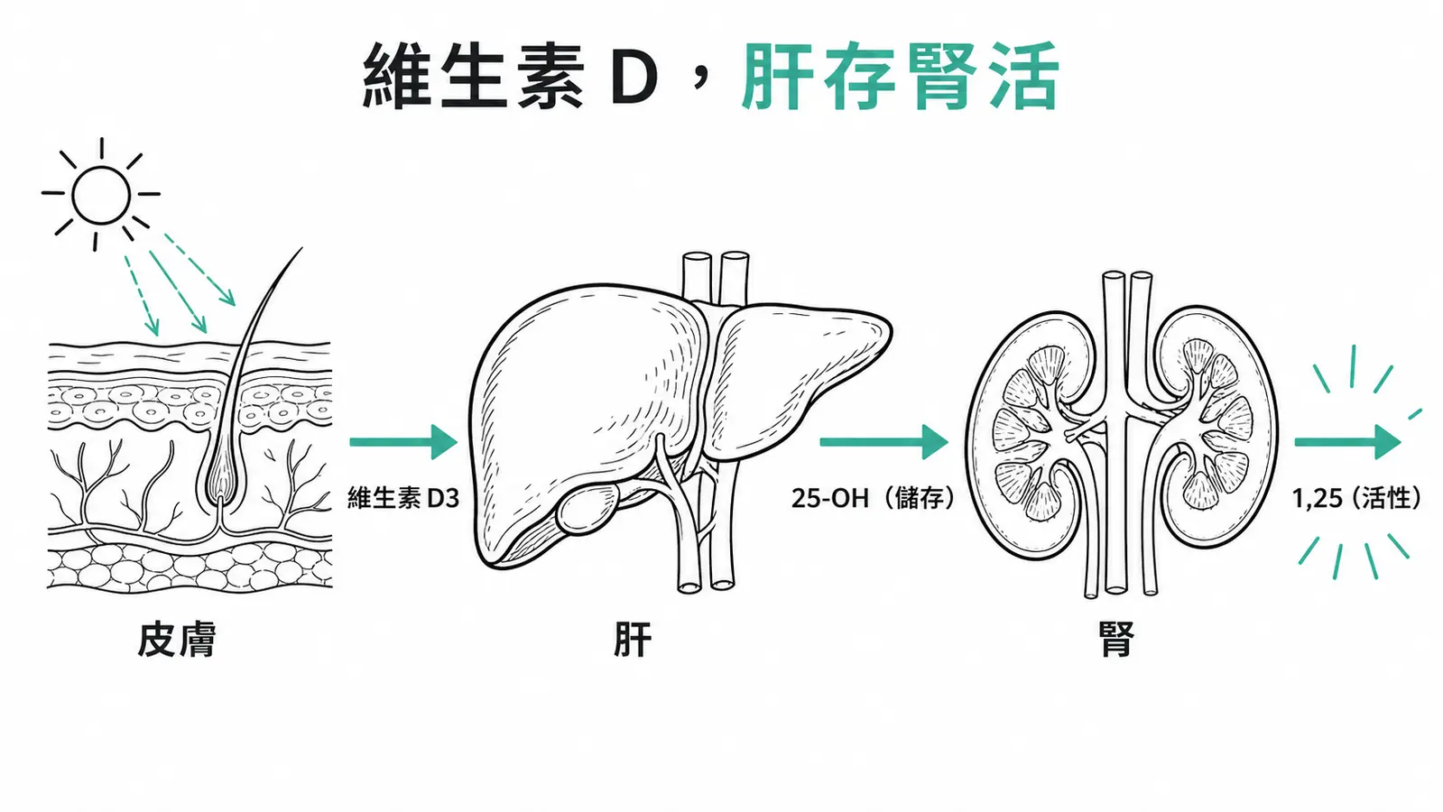 維生素 D 活化三步：皮膚生成 D3、肝做 25-OH 儲存、腎做 1,25 活性，肝存腎活