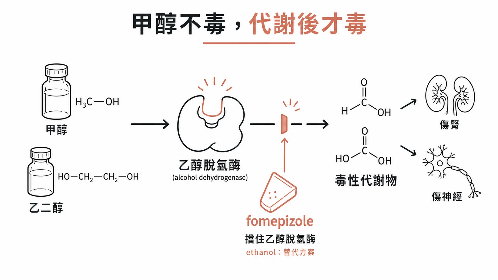 甲醇/乙二醇中毒解毒機轉:甲醇與乙二醇本身不毒,被乙醇脫氫酶代謝成毒性產物才傷腎傷神經,fomepizole 或 ethanol 競爭性抑制乙醇脫氫酶、把毒性代謝物擋在源頭