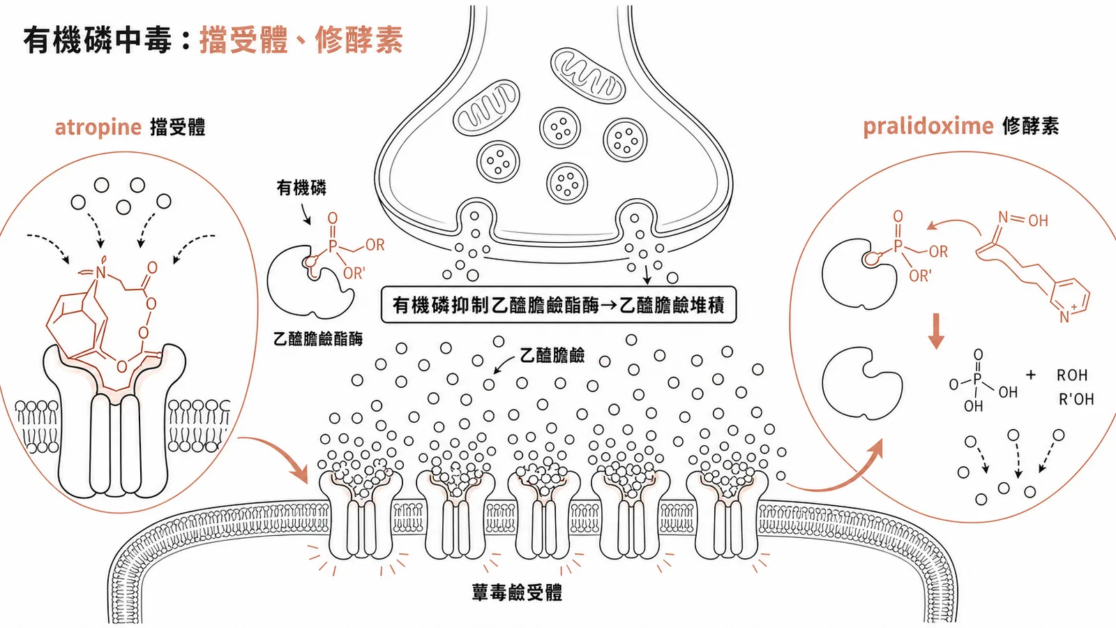 有機磷中毒雙解毒:有機磷抑制乙醯膽鹼酯酶造成乙醯膽鹼堆積、蕈毒鹼過度活化;atropine 擋蕈毒鹼受體、pralidoxime 把被抑制的乙醯膽鹼酯酶重新活化