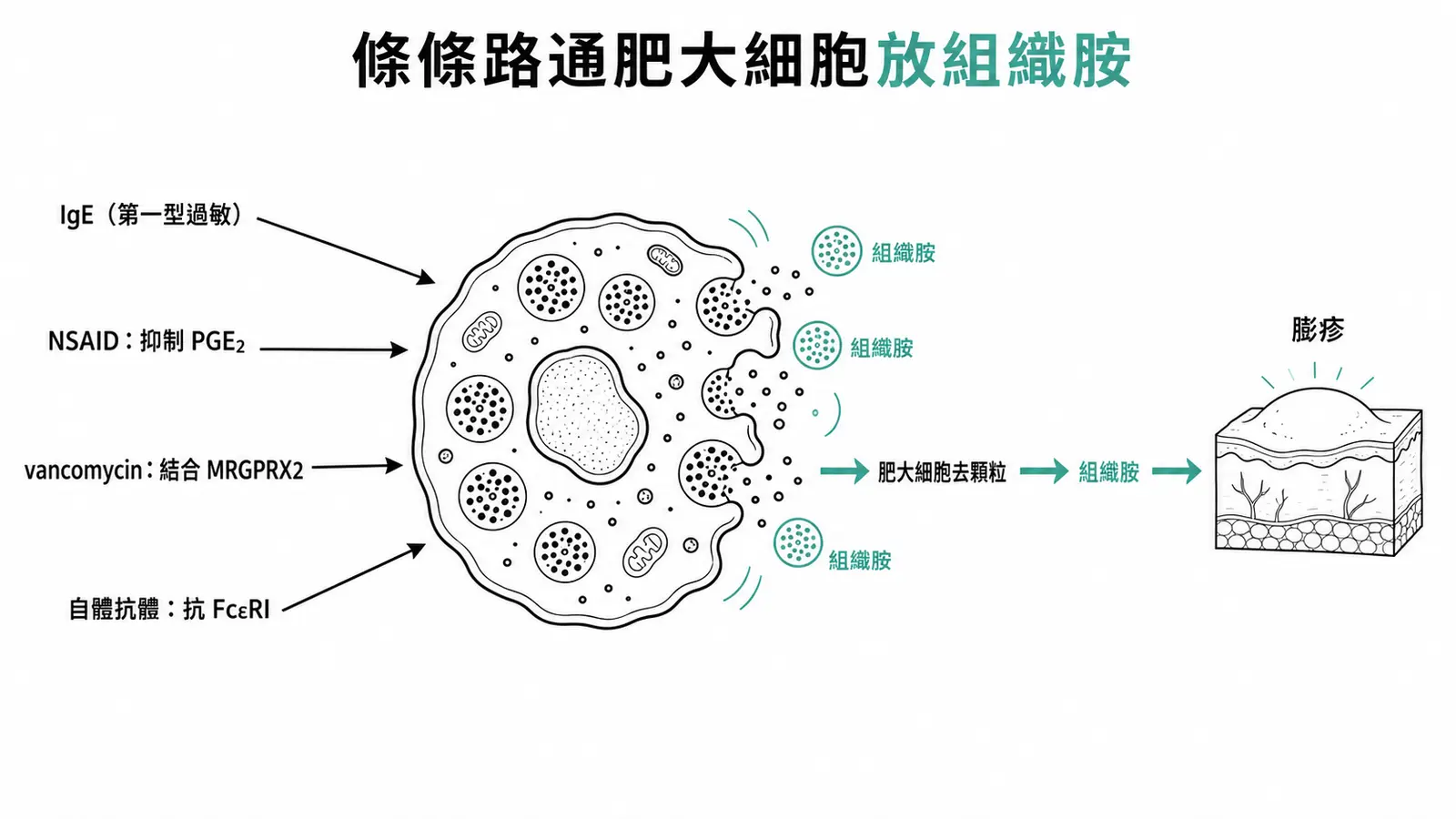 蕁麻疹機轉:肥大細胞去顆粒釋放組織胺造成膨疹;活化途徑有 IgE 媒介(第一型過敏)與非 IgE 媒介(NSAID 抑制 PGE2、vancomycin 結合 MRGPRX2、自體抗體對抗 FcεRI)